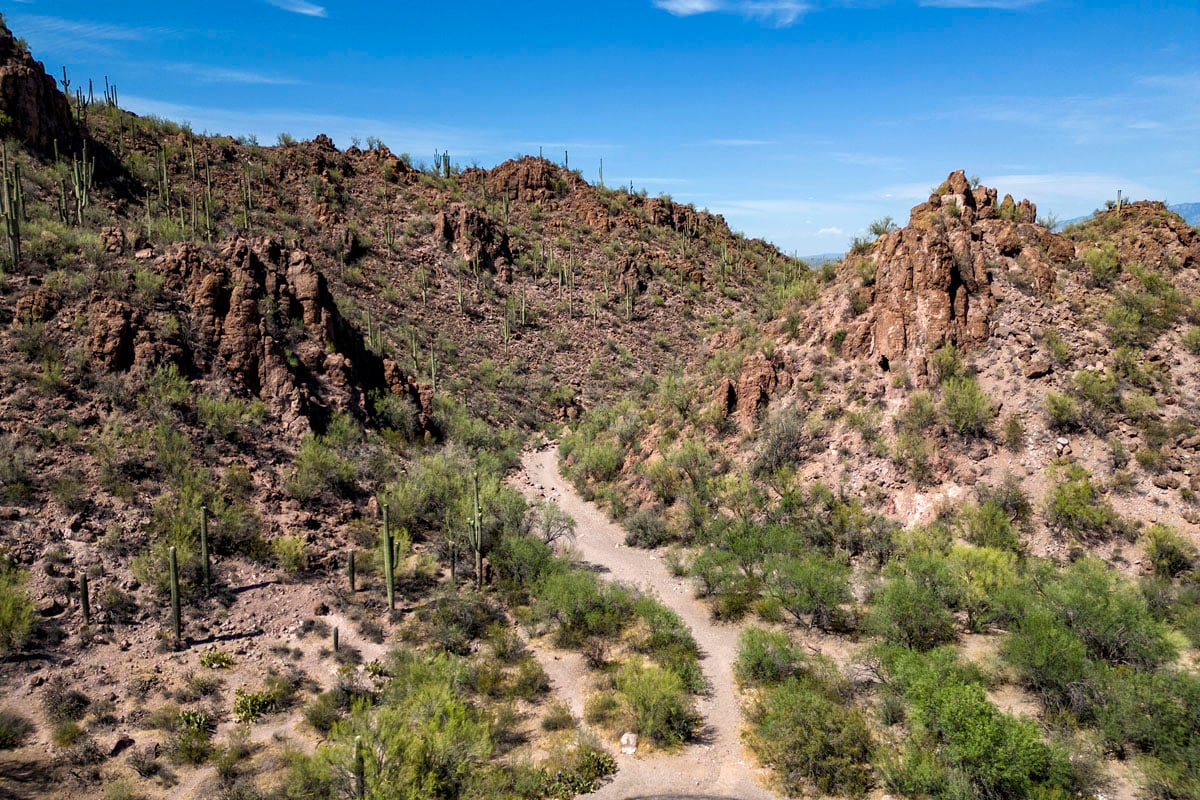 Saguaro National Park 