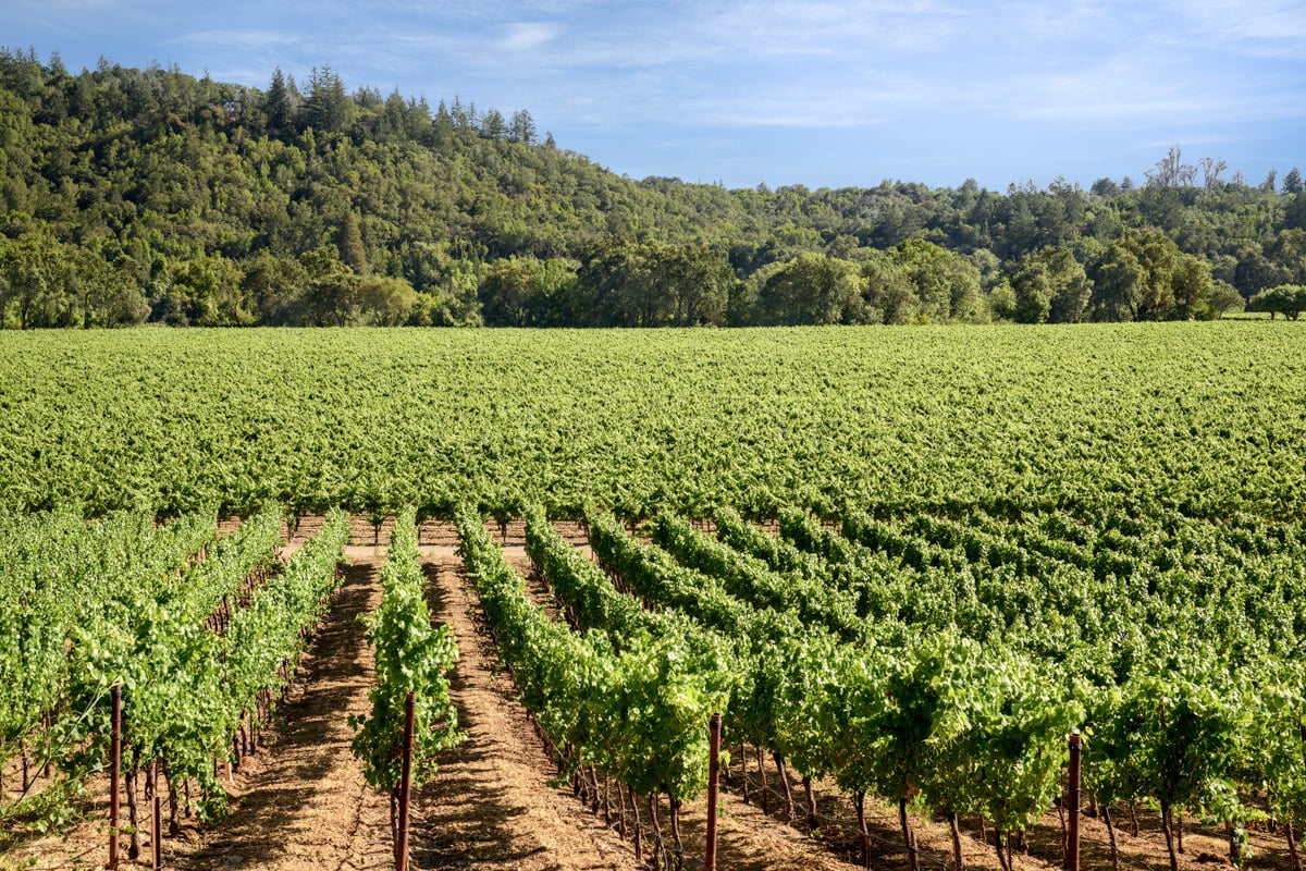 Minutes to Sonoma wineries