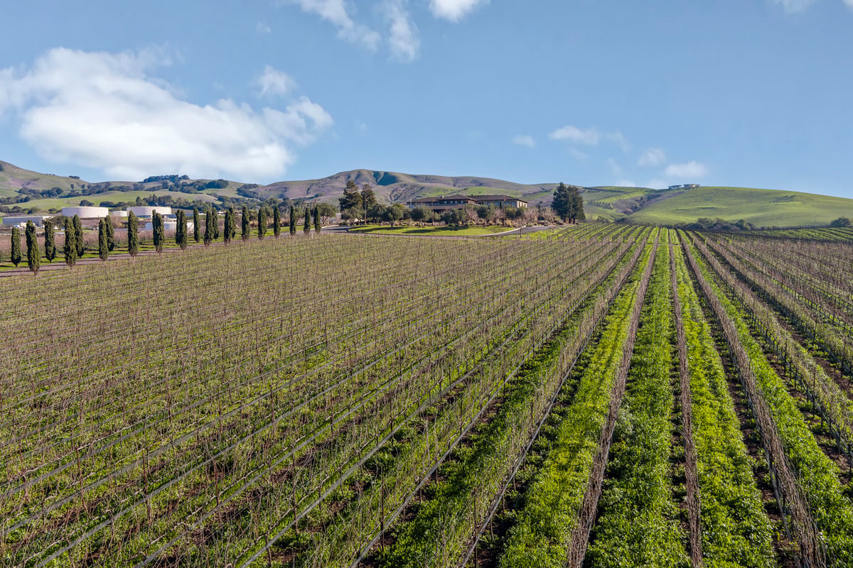 Near Napa wineries 