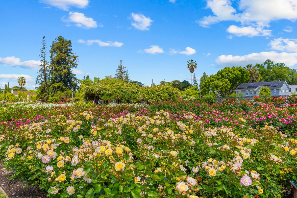Short drive to San Jose Municipal Rose Garden