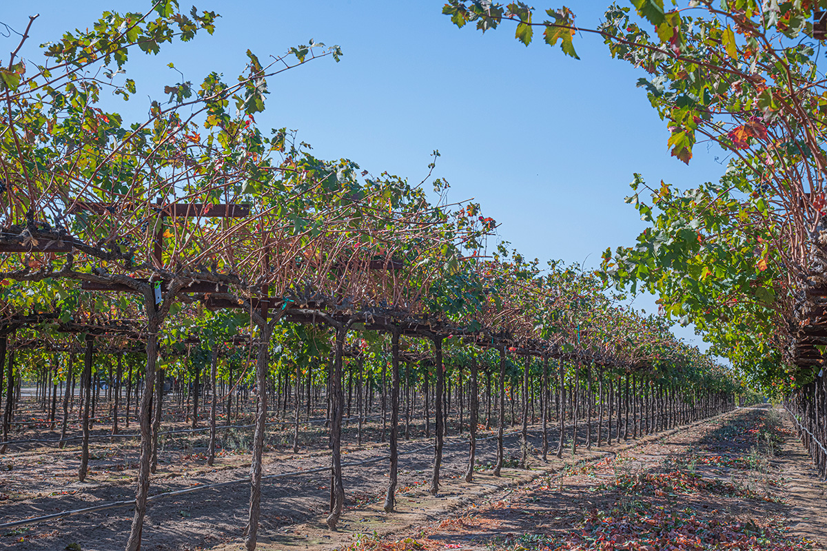 Short drive to Lodi wine region