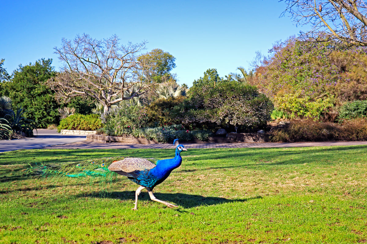 Near Los Angeles County Arboretum & Botanic Garden