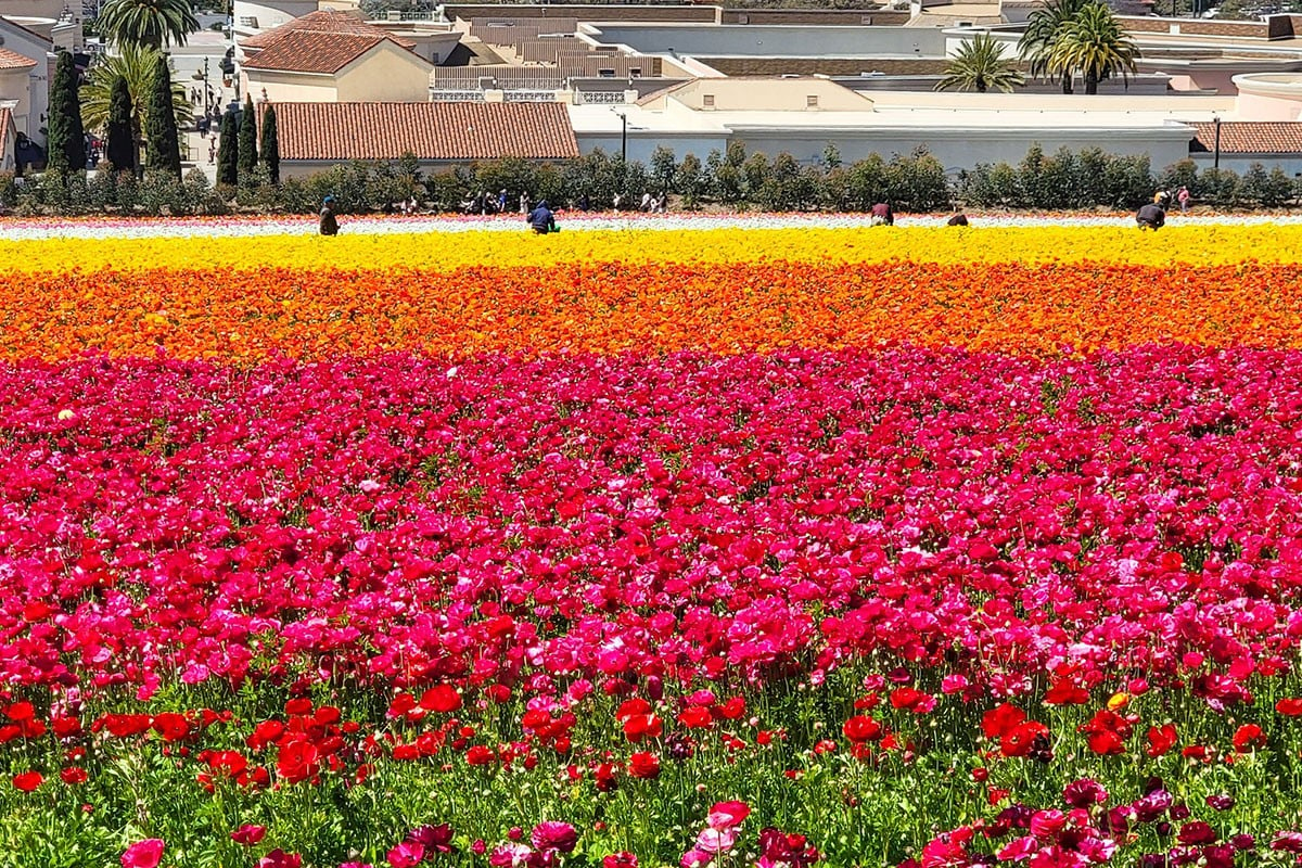Only 3 miles to The Flower Fields at Carlsbad Ranch®