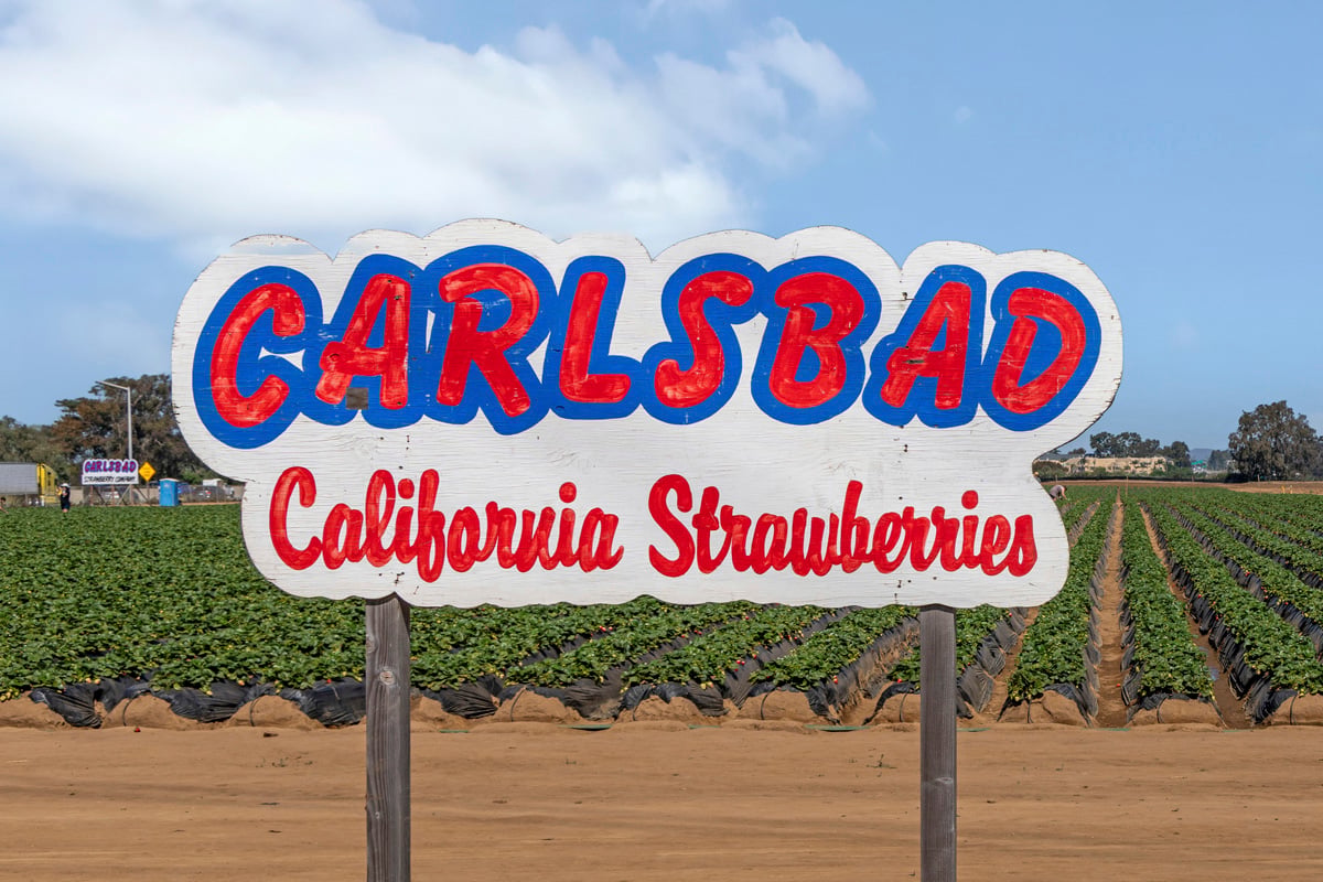 Minutes to family fun at Carlsbad Strawberry Company