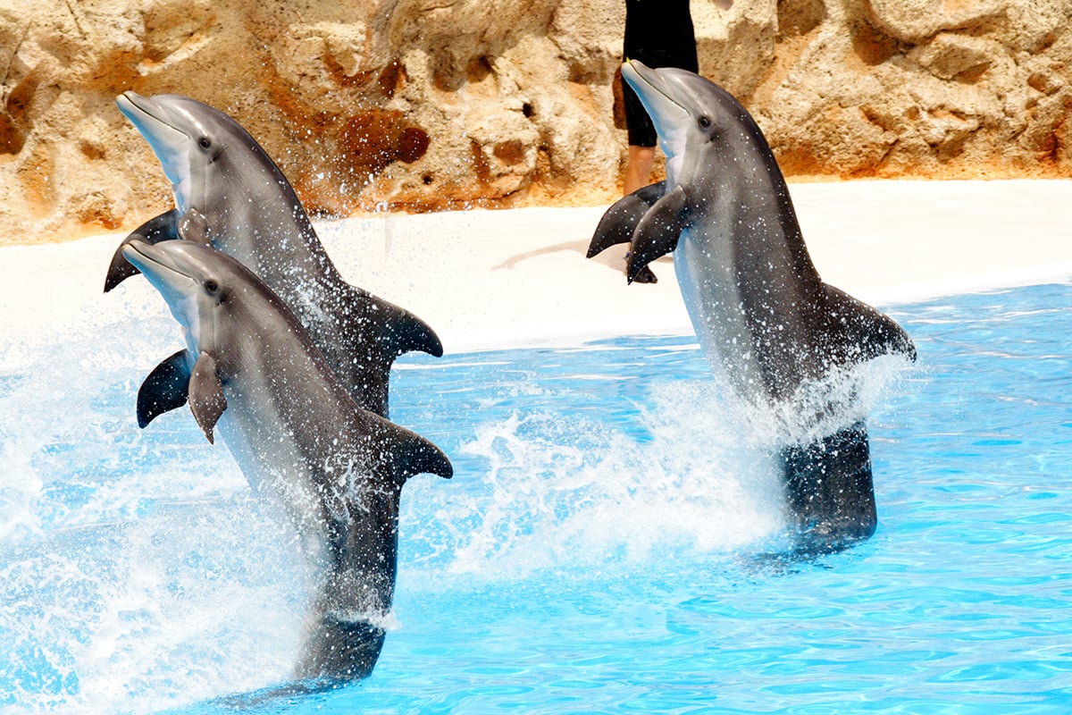 A 16-minute drive to SeaWorld San Antonio