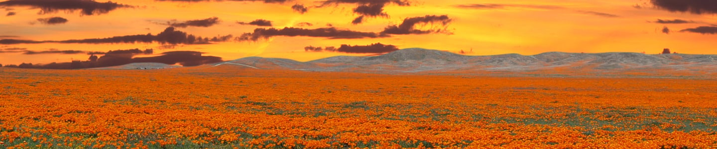 Lancaster Poppy Reserve