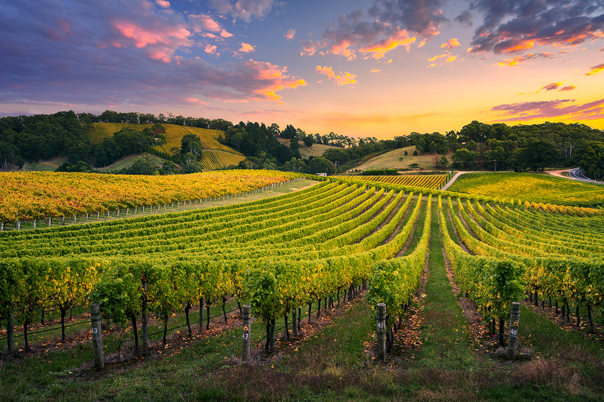 Winery Vineyard